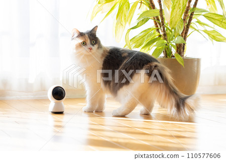 一隻看家貓在寵物相機附近行走 一隻看家貓在寵物相機附近行走 110577606