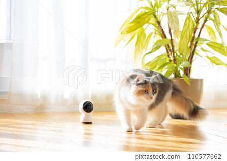 A house-sitting cat walking near the pet camera 110577662