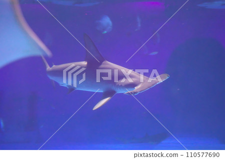 煙熏鯊魚 110577690