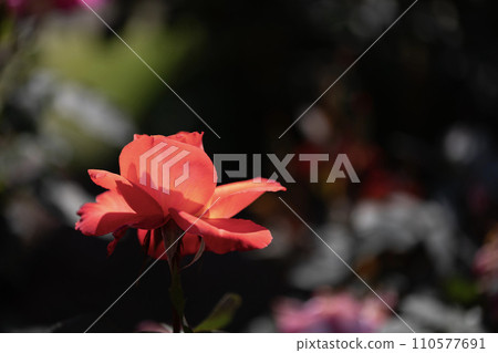 rose	 110577691