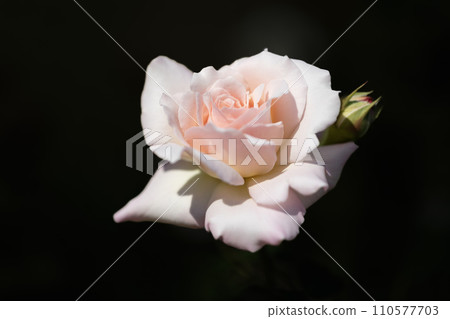 rose	 110577703