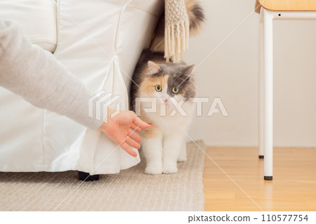 cat playing with owner 110577754