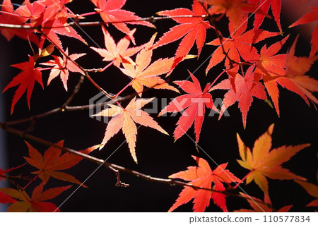 埼玉縣川越市小船場町天台宗別角本山中院旁的秋葉特寫 110577834