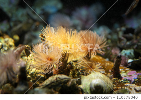 Caterpillar Caterpillar 110578040