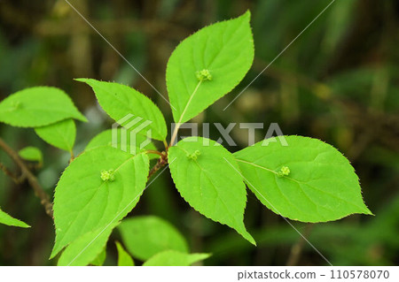 花板很有趣，因為它在綠葉中央盛開著一朵不起眼的綠花。 110578070