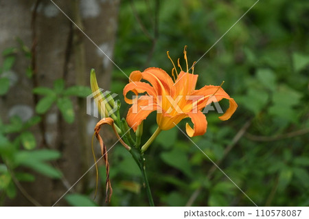 黃花菜,開著美麗的橙色花朵,在海岸附近可以看到。 黃花菜,開著美麗的橙色花朵,在海岸附近可以看到。 110578087