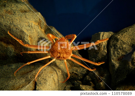 雪蟹 雪蟹 110578089