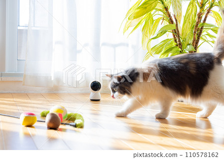 Pet camera and cat at home 110578162