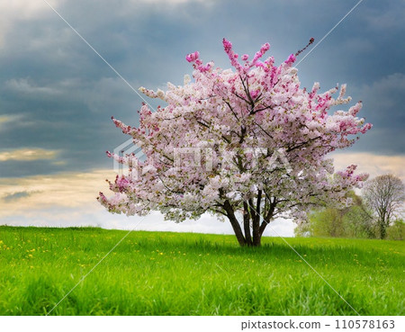 粉紅色的櫻花盛開在綠色的草地上 110578163