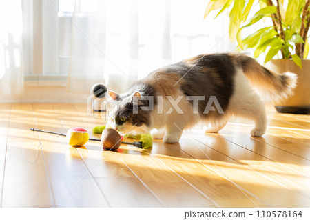 寵物相機和家裡的貓 寵物相機和家裡的貓 110578164