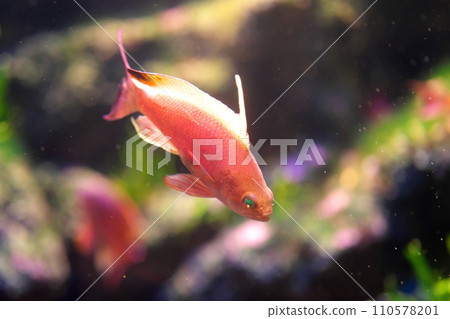 金魚（雄） 110578201