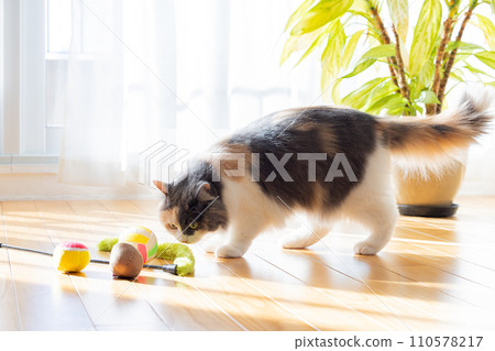 cat playing in the living room 110578217