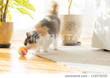Cat playing with toys 110578303