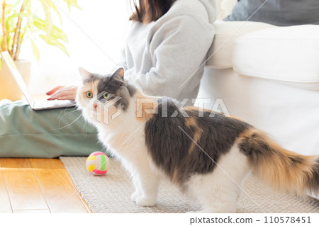 A cat playing next to its owner who is looking at a computer A cat playing next to its owner who is looking at a computer 110578451
