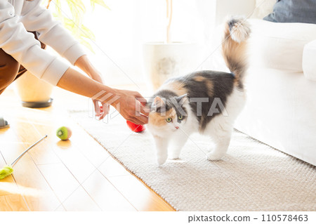 cat playing with owner 110578463
