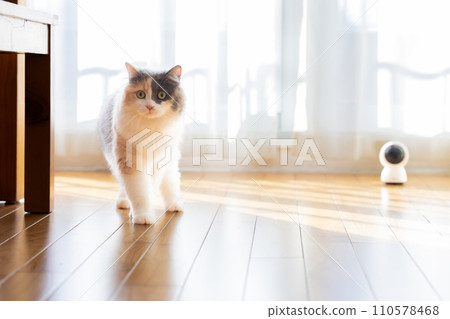 Pet camera and cat at home Pet camera and cat at home 110578468