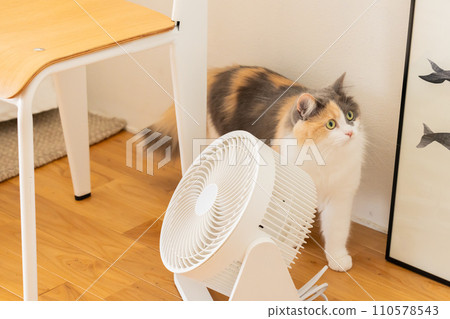 Cat Scottish Fold 110578543