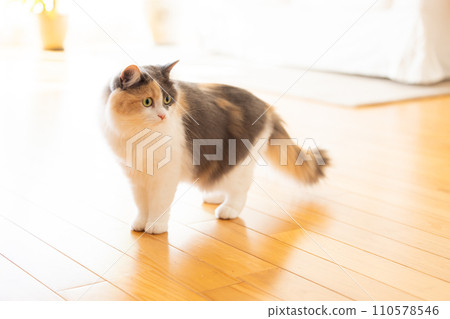 Cat Scottish Fold 110578546