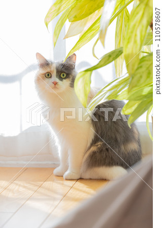 A cat relaxing in the living room 110578607