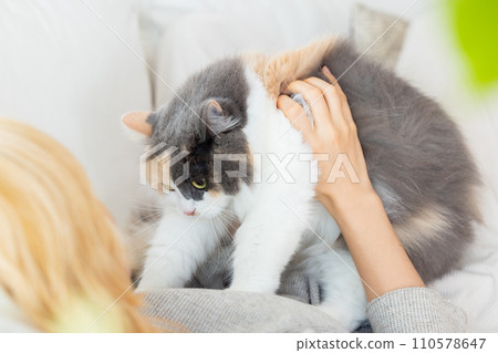 Cat relaxing on the sofa with its owner Cat relaxing on the sofa with its owner 110578647