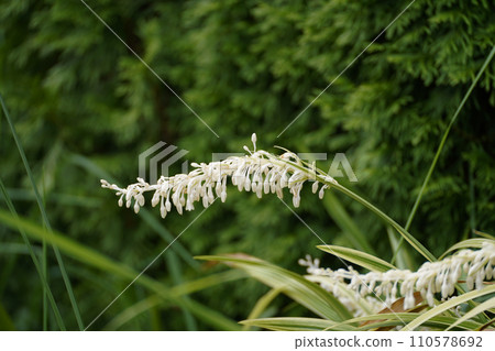 Nosil花 110578692