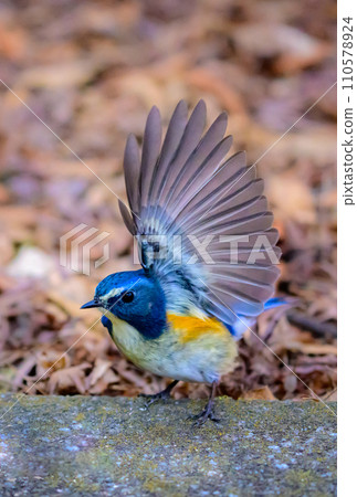Village fairy, Blue-tailed flycatcher 110578924