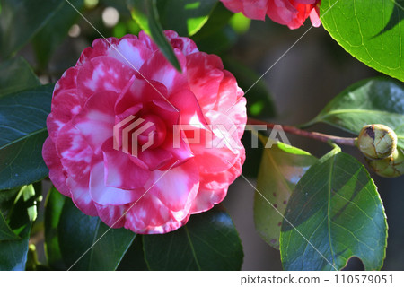 Sasanqua (chrysanthemum winter solstice) 110579051