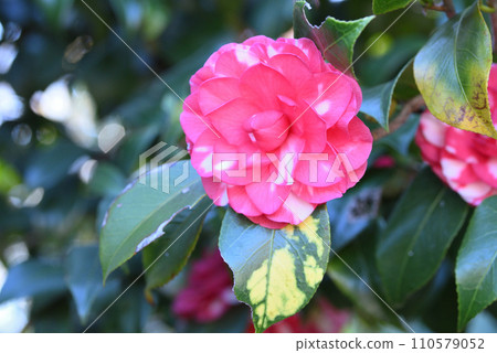 Sasanqua (chrysanthemum winter solstice) 110579052