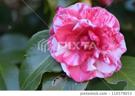 茶梅（冬至菊花） 110579053