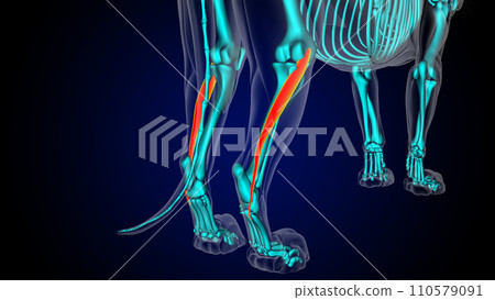 Peroneus brevis muscle lion muscle anatomy for medical concept 3D rendering 110579091