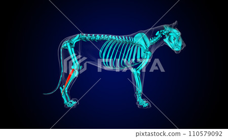 Peroneus longus muscle lion muscle anatomy for medical concept 3D rendering 110579092