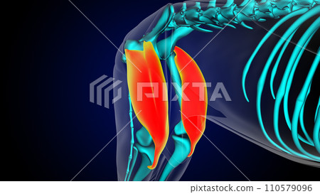 Quadriceps muscle lion muscle anatomy for medical concept 3D rendering 110579096