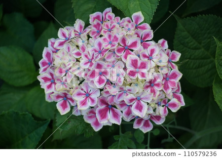 繡球 繡球 110579236