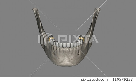 The mandibular second molar resembles the mandibular first permanent molar The mandibular second molar resembles the mandibular first permanent molar 110579238