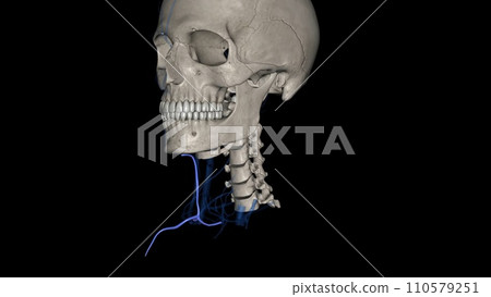 The anterior jugular vein is a paired blood vessel that drains the anterior aspect of the neck 110579251