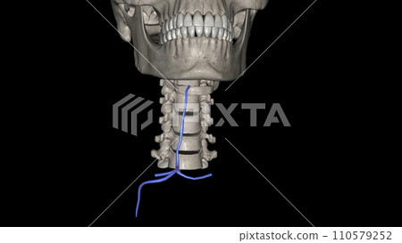 The anterior jugular vein is a paired blood vessel that drains the anterior aspect of the neck The anterior jugular vein is a paired blood vessel that drains the anterior aspect of the neck 110579252