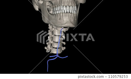 The anterior jugular vein is a paired blood vessel that drains the anterior aspect of the neck 110579253