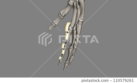The annular ligament is a complex structure formed from the capsule, lateral collateral ligamentous complex The annular ligament is a complex structure formed from the capsule, lateral collateral ligamentous complex 110579261