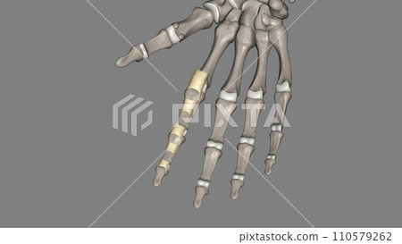 The annular ligament is a complex structure formed from the capsule, lateral collateral ligamentous complex 110579262
