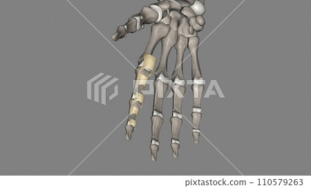 The annular ligament is a complex structure formed from the capsule, lateral collateral ligamentous complex The annular ligament is a complex structure formed from the capsule, lateral collateral ligamentous complex 110579263