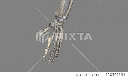 The annular ligament is a complex structure formed from the capsule, lateral collateral ligamentous complex The annular ligament is a complex structure formed from the capsule, lateral collateral ligamentous complex 110579264