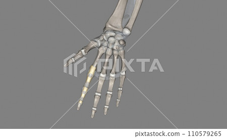 The annular ligament is a complex structure formed from the capsule, lateral collateral ligamentous complex The annular ligament is a complex structure formed from the capsule, lateral collateral ligamentous complex 110579265