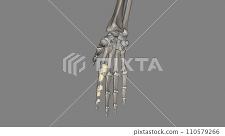The annular ligament is a complex structure formed from the capsule, lateral collateral ligamentous complex The annular ligament is a complex structure formed from the capsule, lateral collateral ligamentous complex 110579266