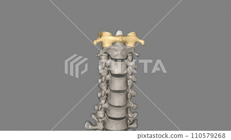 The atlas (plural: atlases) is the first cervical vertebra, commonly called C1 The atlas (plural: atlases) is the first cervical vertebra, commonly called C1 110579268