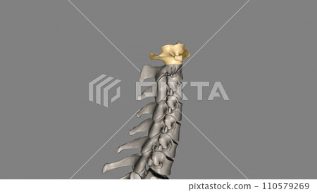 The atlas (plural: atlases) is the first cervical vertebra, commonly called C1 The atlas (plural: atlases) is the first cervical vertebra, commonly called C1 110579269
