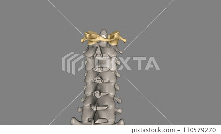 The atlas (plural: atlases) is the first cervical vertebra, commonly called C1 The atlas (plural: atlases) is the first cervical vertebra, commonly called C1 110579270
