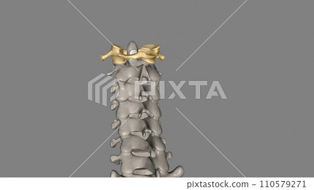 The atlas (plural: atlases) is the first cervical vertebra, commonly called C1 The atlas (plural: atlases) is the first cervical vertebra, commonly called C1 110579271