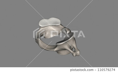 The atlas (plural: atlases) is the first cervical vertebra, commonly called C1 The atlas (plural: atlases) is the first cervical vertebra, commonly called C1 110579274