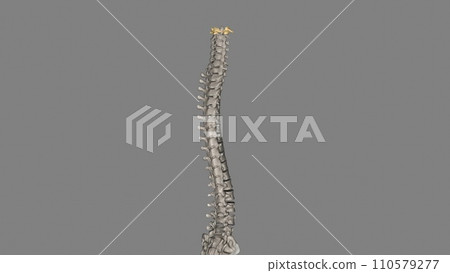 The atlas (plural: atlases) is the first cervical vertebra, commonly called C1 The atlas (plural: atlases) is the first cervical vertebra, commonly called C1 110579277