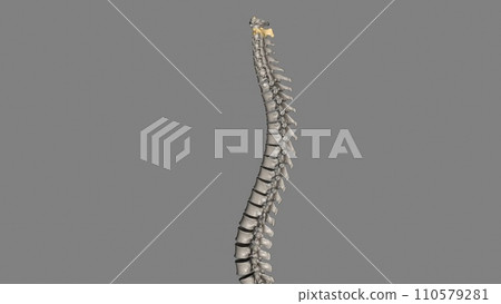 The Axis (C2 vertebra) also known as epistropheus forms the pivot upon which the first cervical vertebra (the Atlas) The Axis (C2 vertebra) also known as epistropheus forms the pivot upon which the first cervical vertebra (the Atlas) 110579281